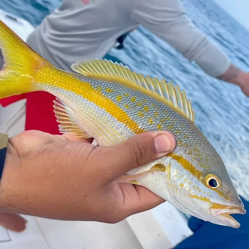 The most recent Yellowtail snapper catches on Fishbrain