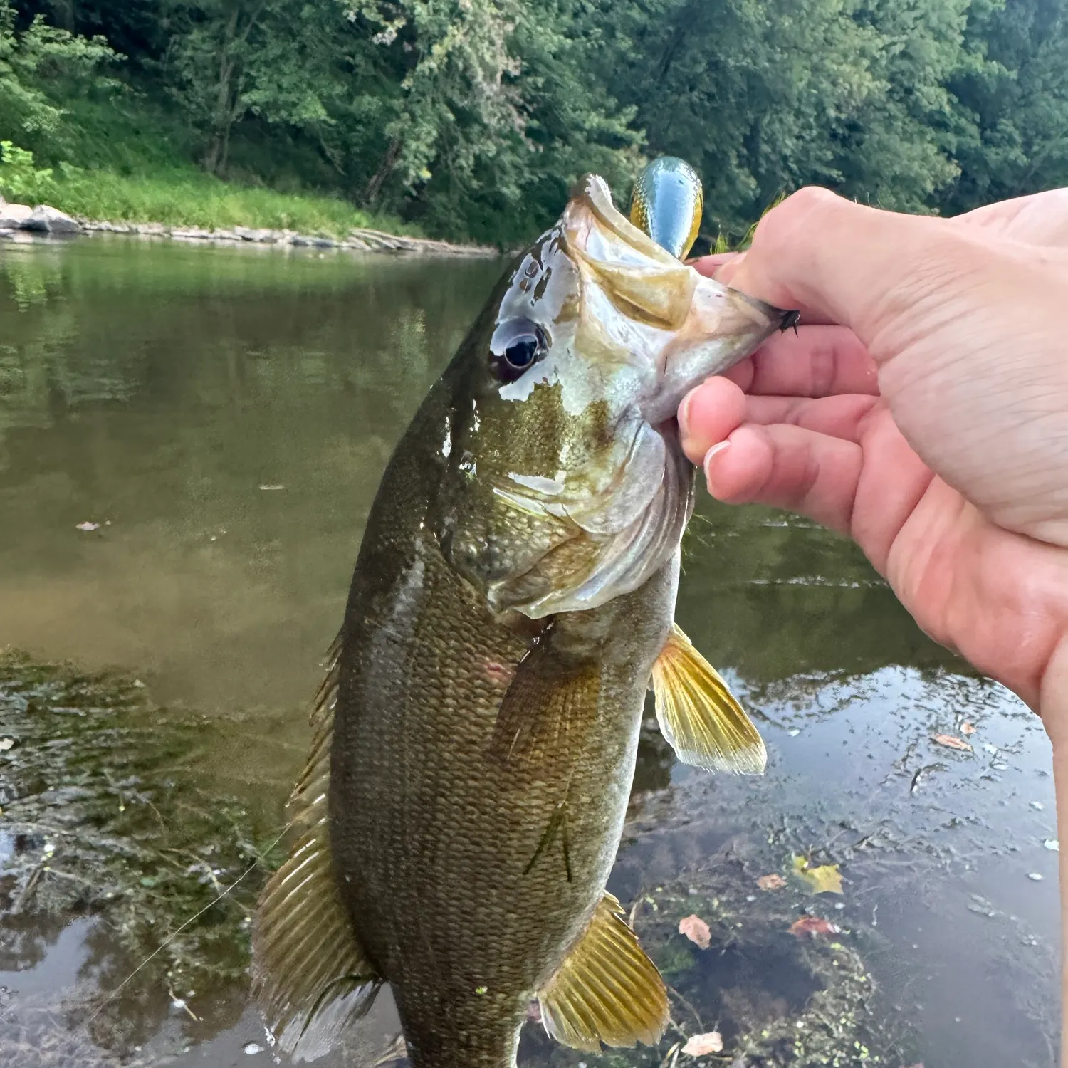 Smallmouth bass caught on Fishbrain