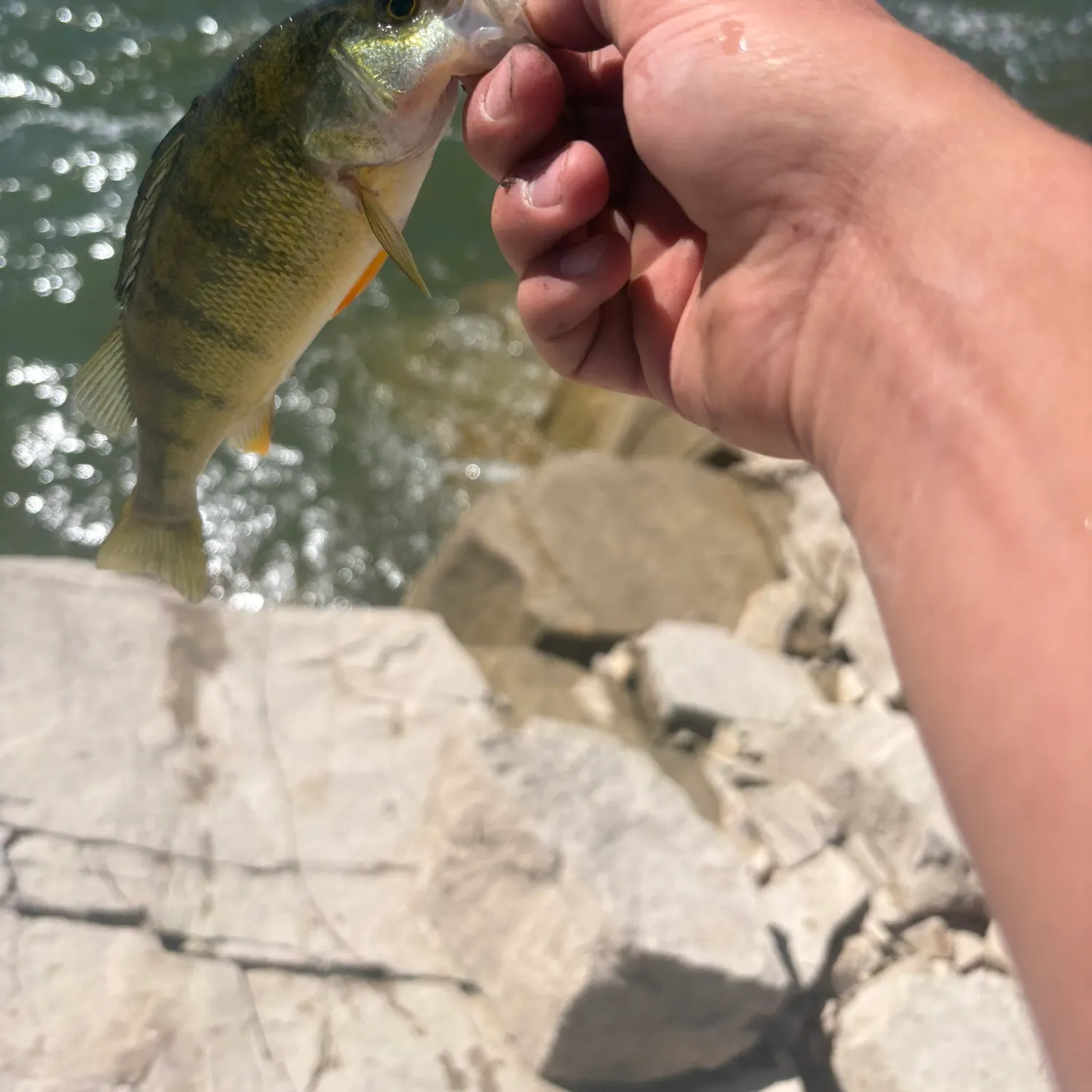 Yellow perch caught on Fishbrain