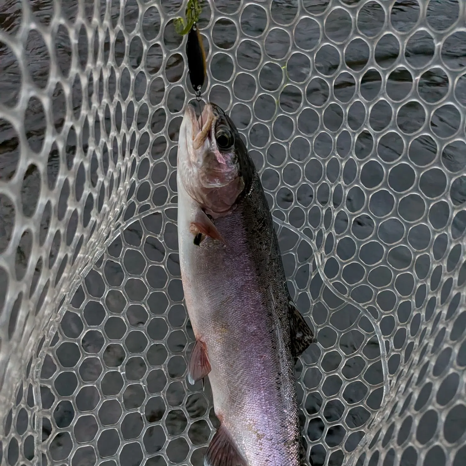 Rainbow trout caught on Fishbrain