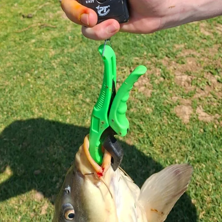 Common carp caught on Fishbrain
