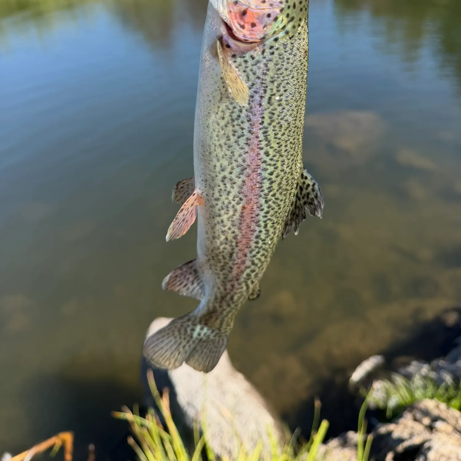 Rainbow trout caught on Fishbrain
