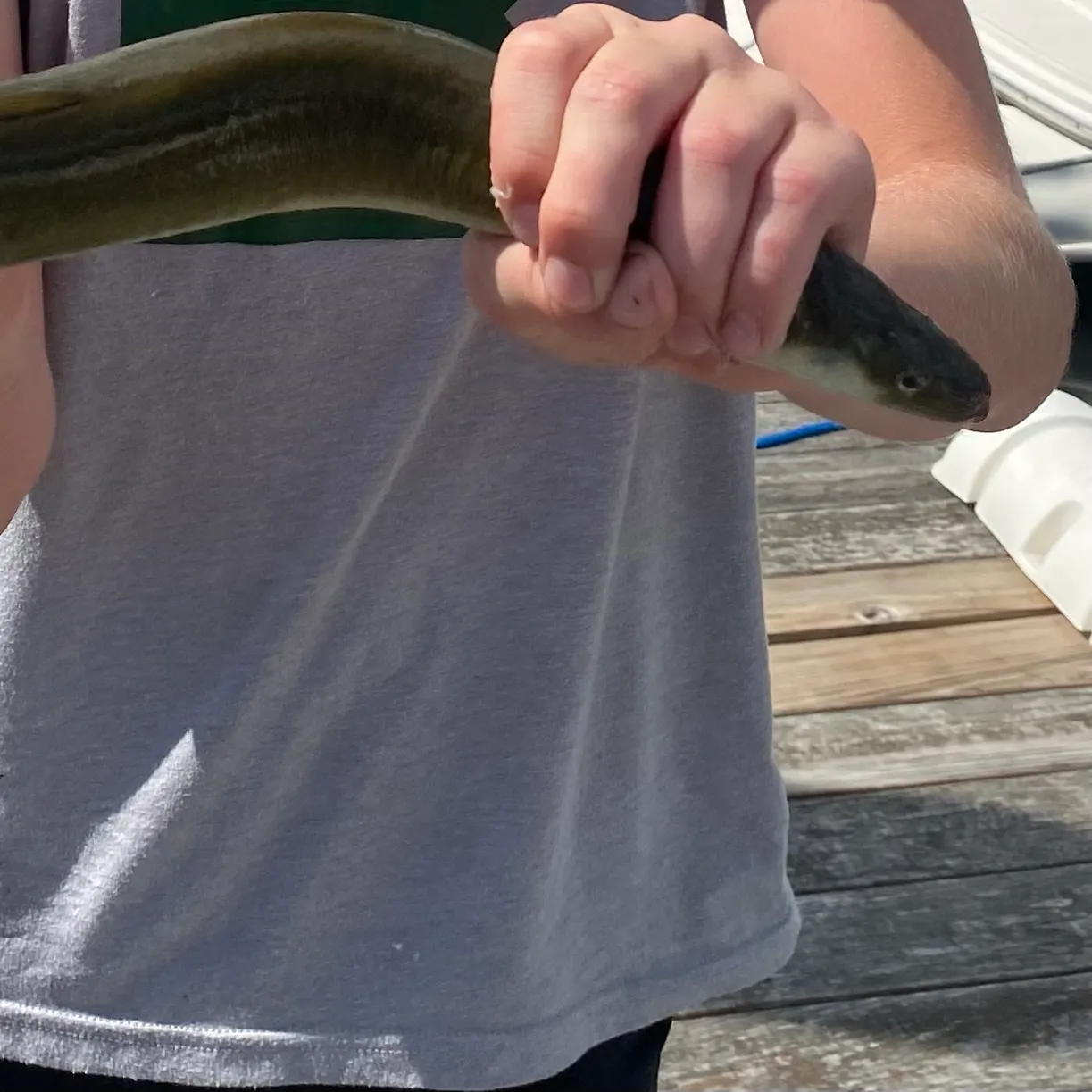 American eel caught on Fishbrain