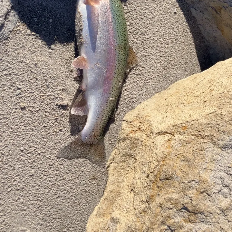 Rainbow trout caught on Fishbrain