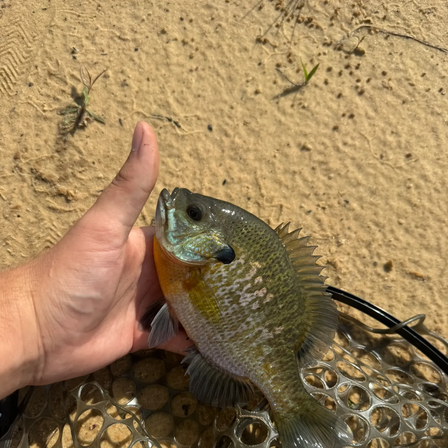 Bluegill caught on Fishbrain