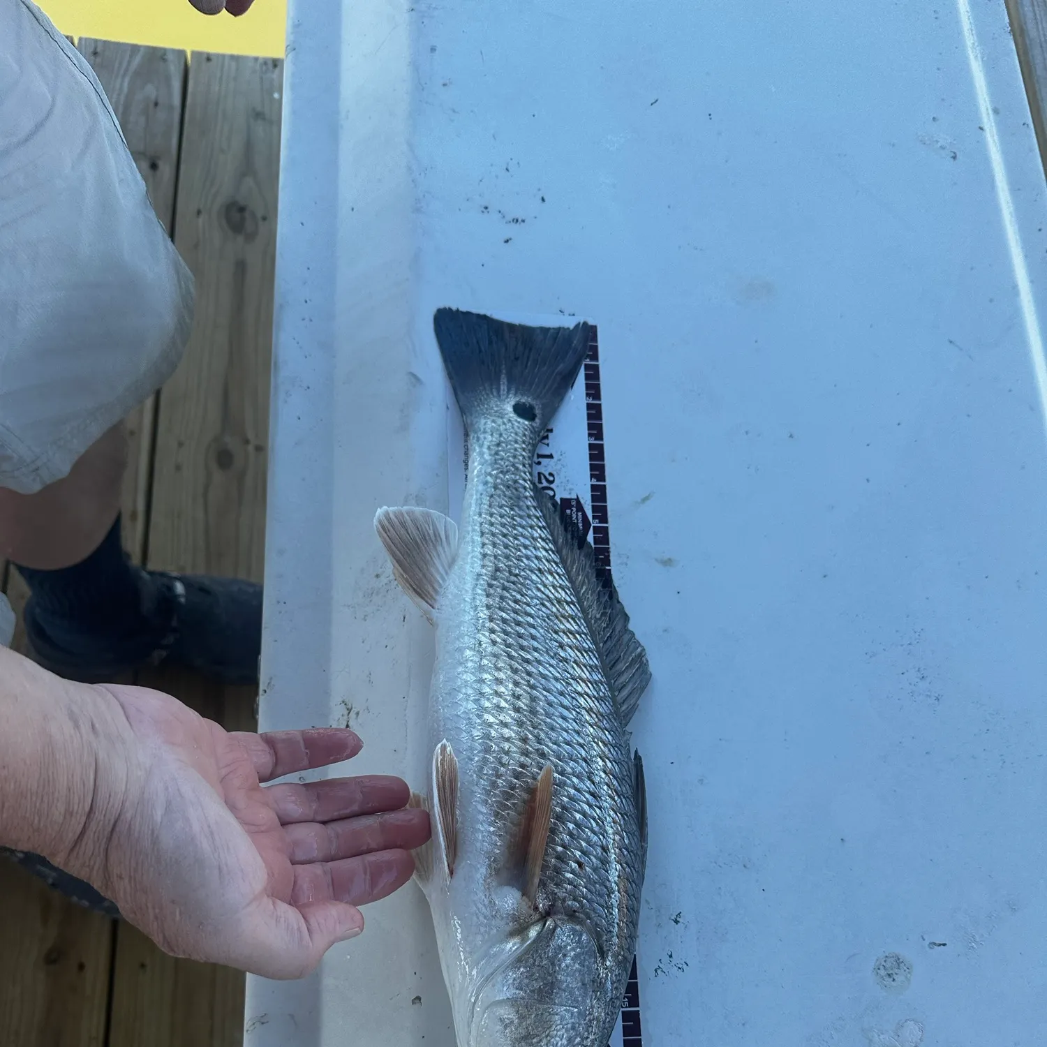 Red drum caught on Fishbrain