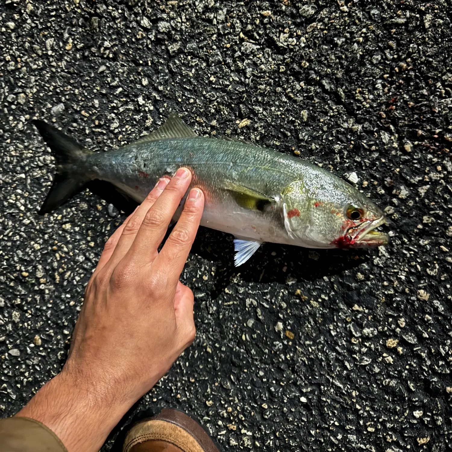 Bluefish caught on Fishbrain