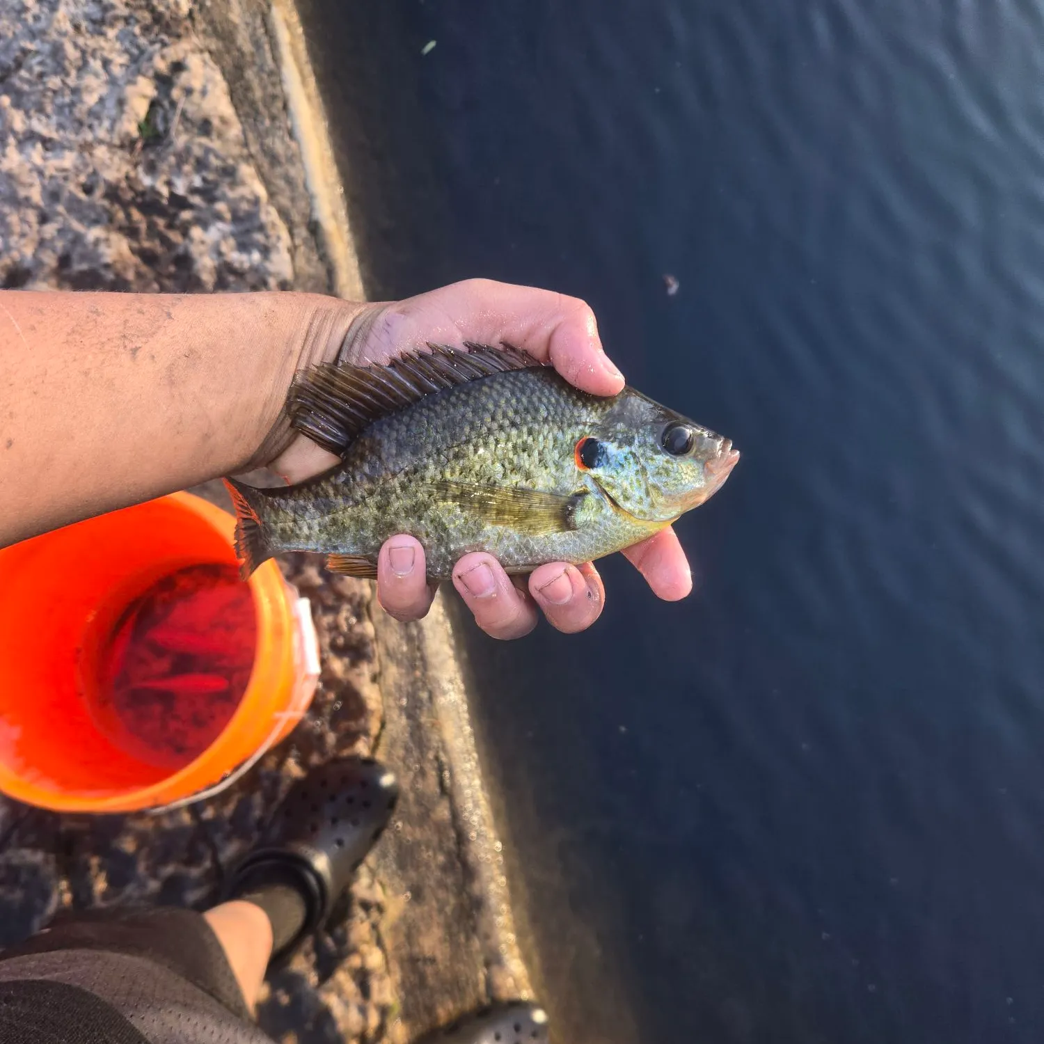 The most recent Redear sunfish catches on Fishbrain