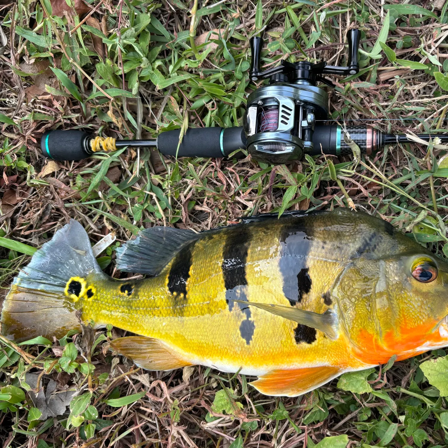 Butterfly peacock bass caught on Fishbrain