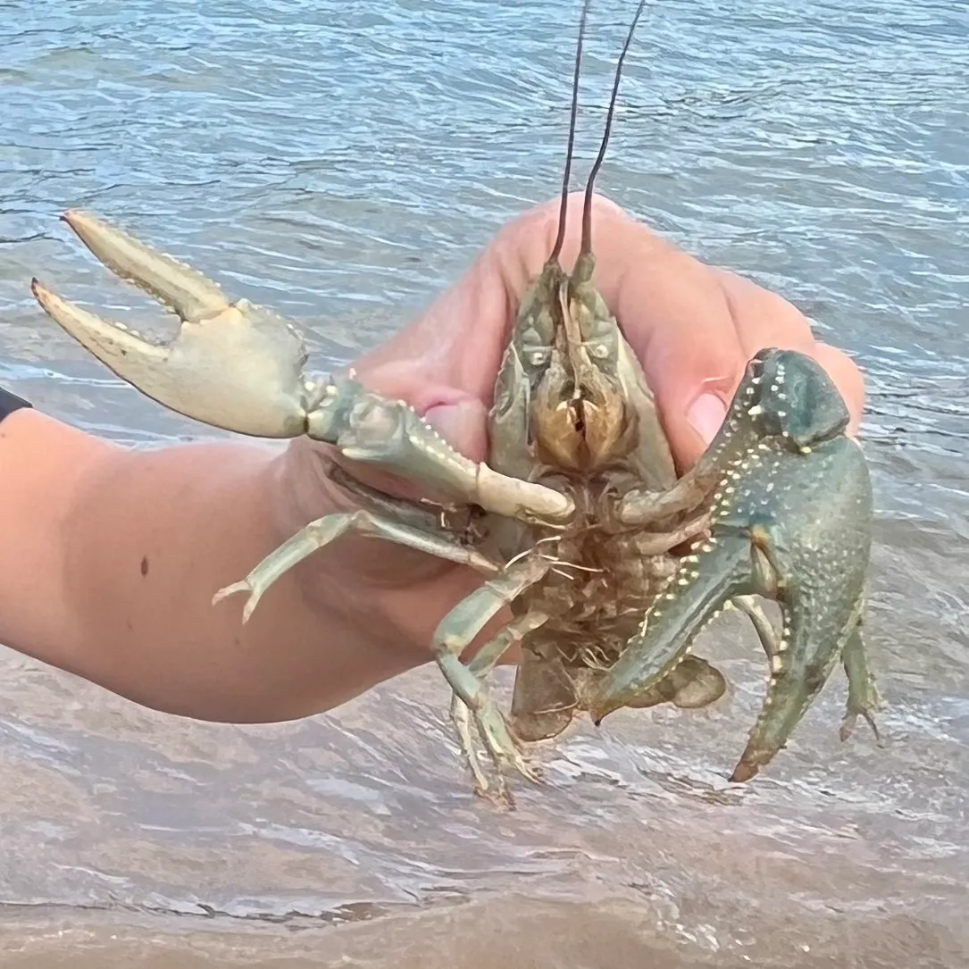 Signal crayfish caught on Fishbrain