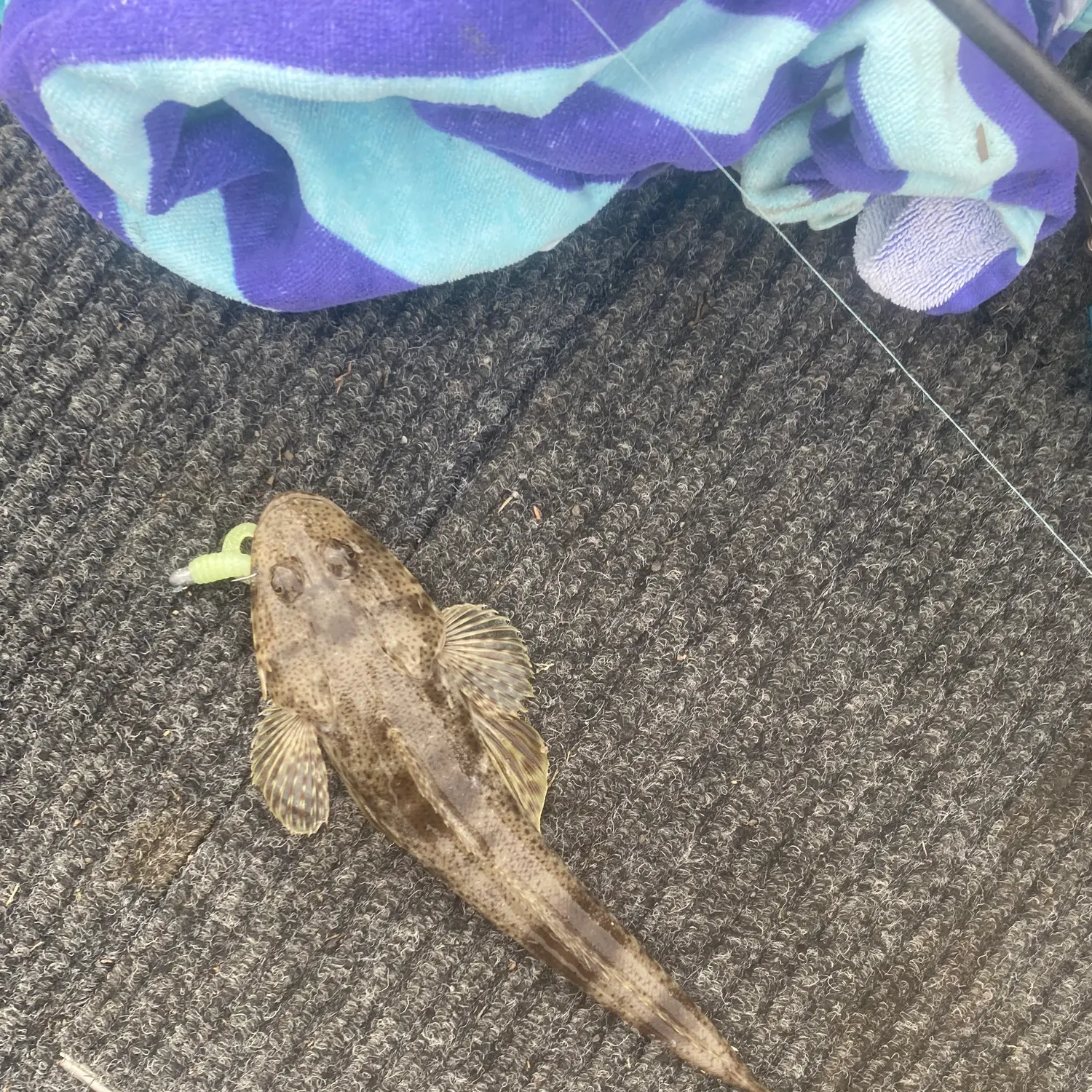 The most recent Sand flathead catches on Fishbrain