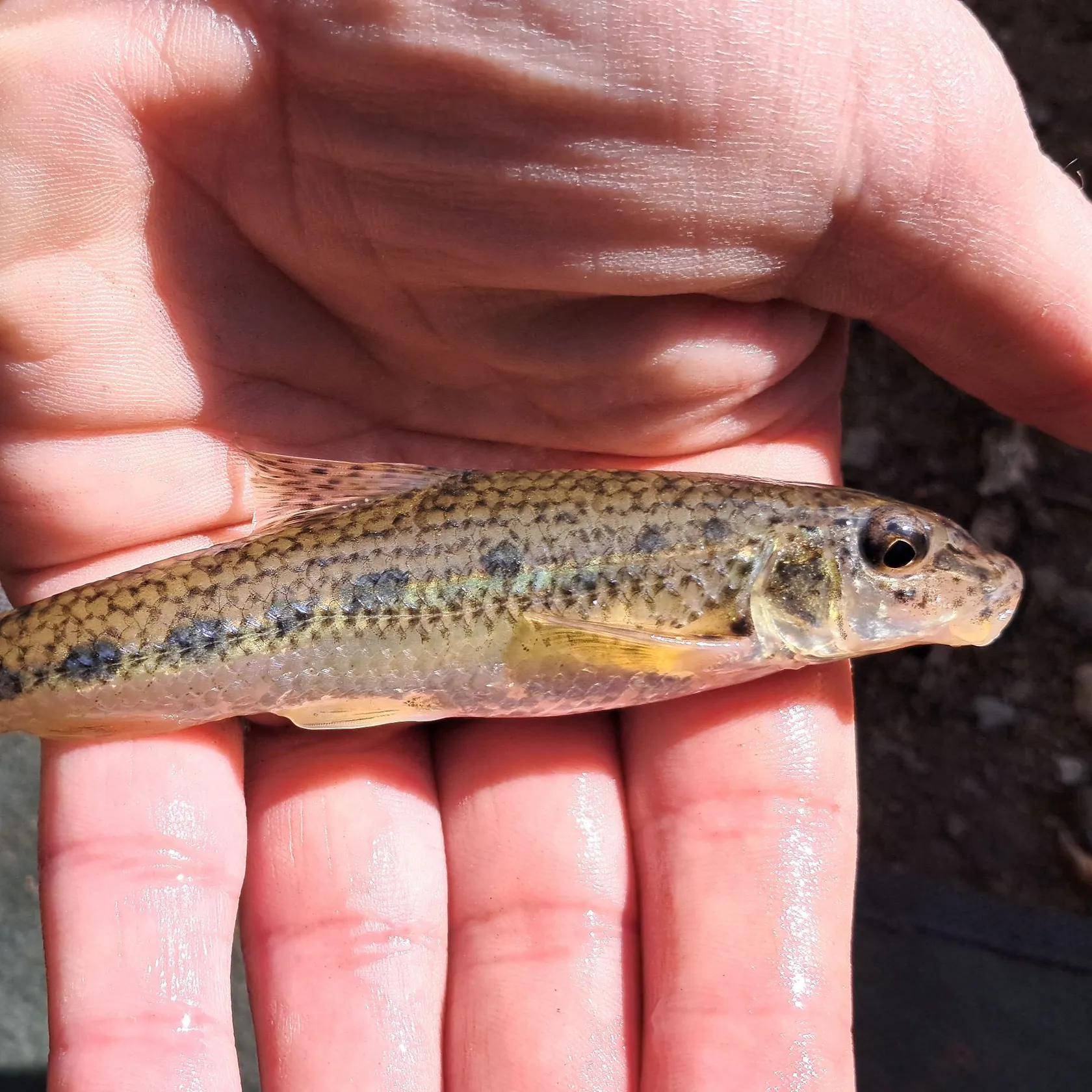 The most recent Gudgeon catches on Fishbrain