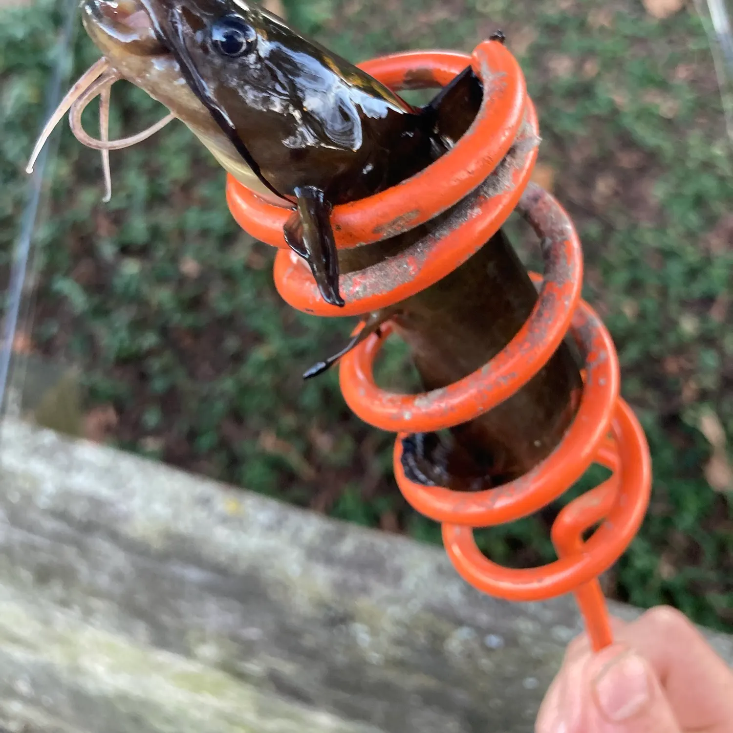 Black bullhead caught on Fishbrain