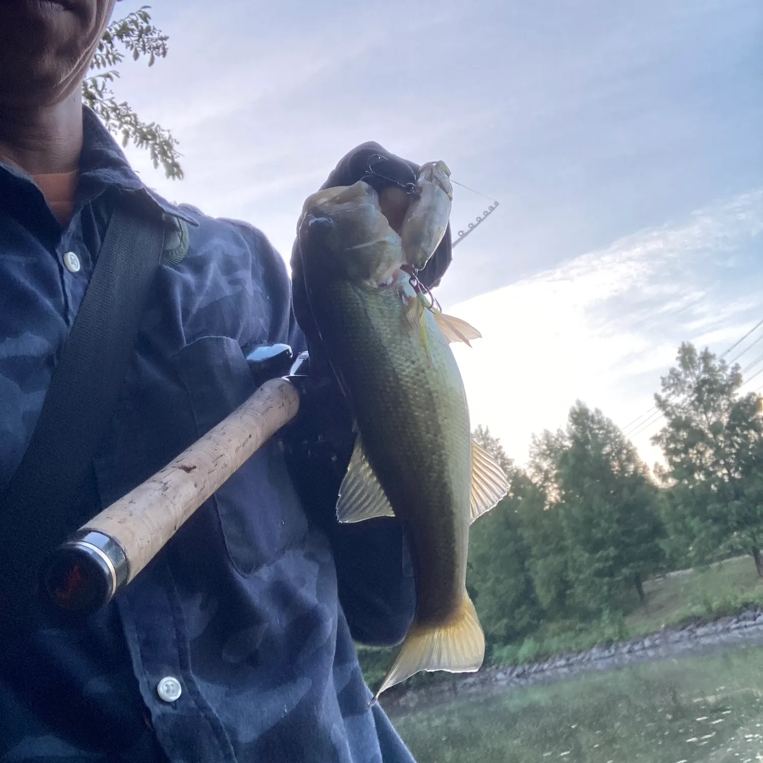 Largemouth bass caught on Fishbrain