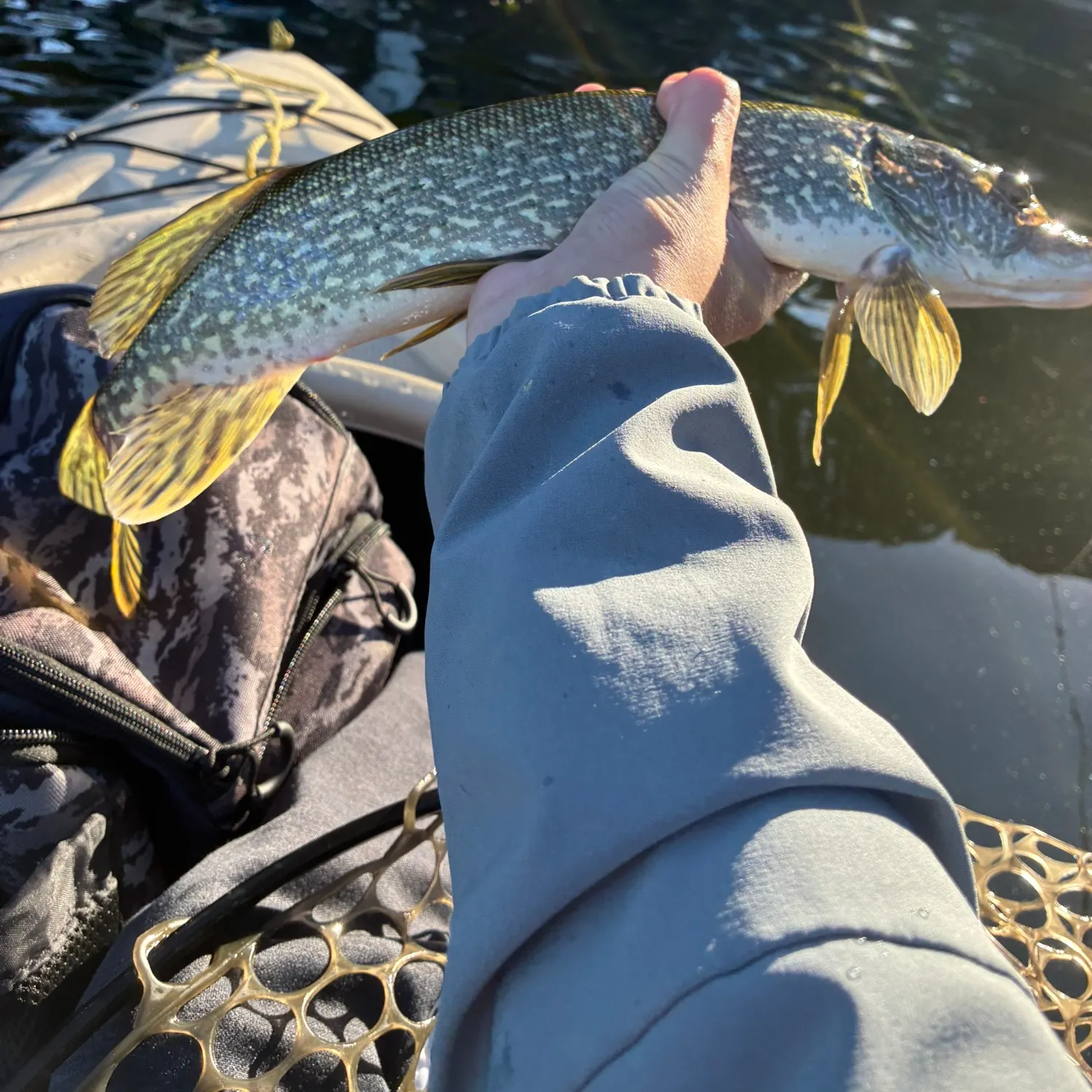 Northern pike caught on Fishbrain