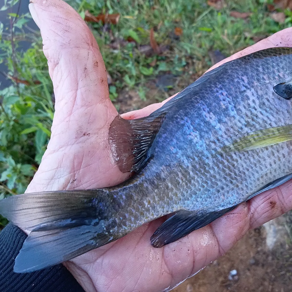 Bluegill caught on Fishbrain