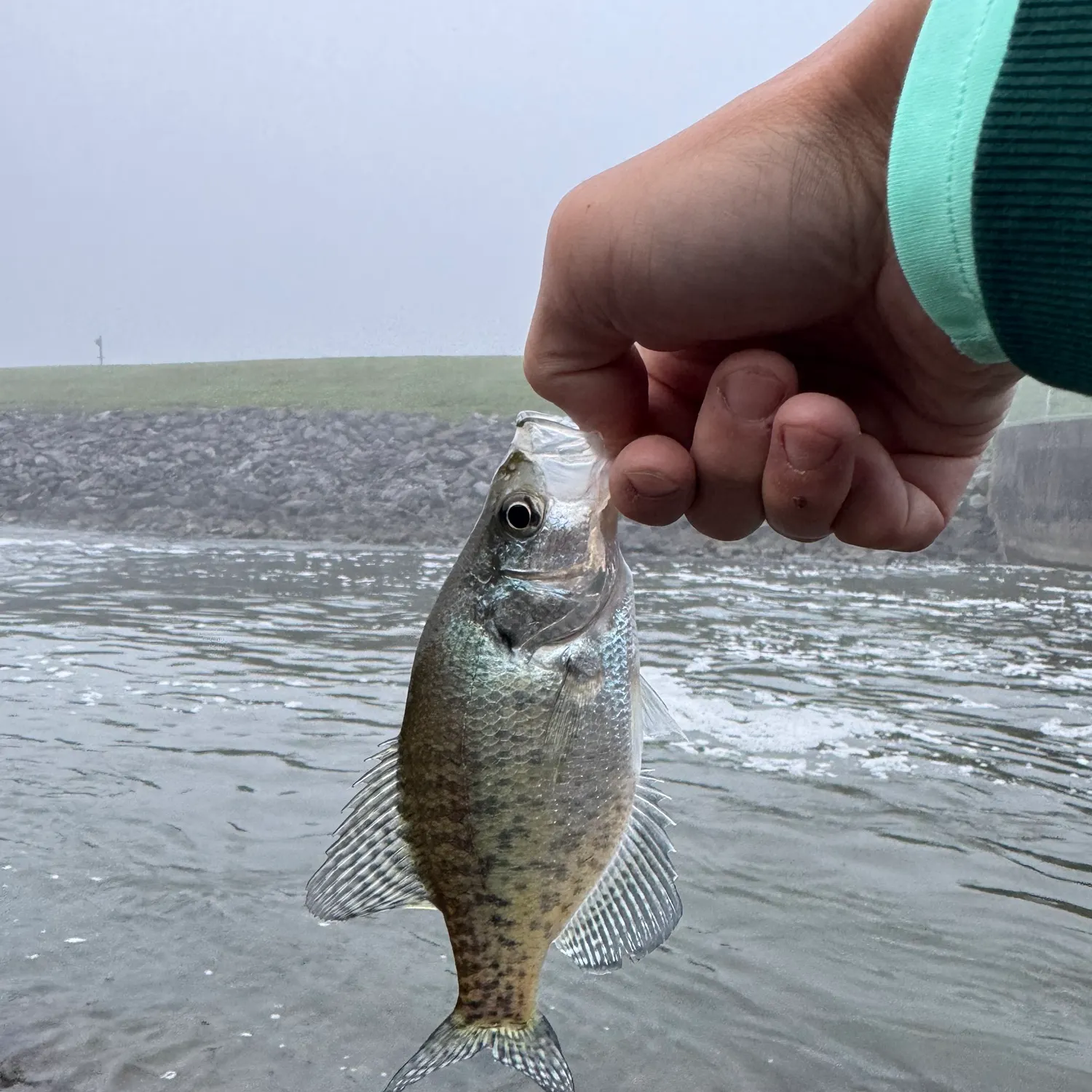 White crappie caught on Fishbrain