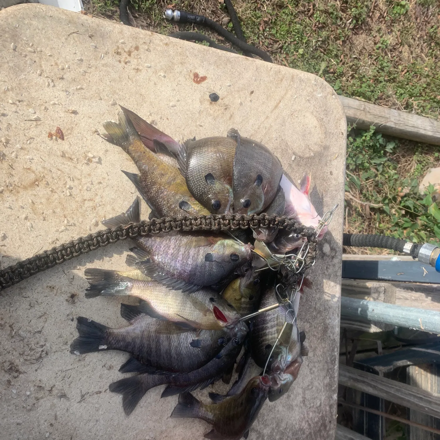 The most recent Bluegill catches on Fishbrain