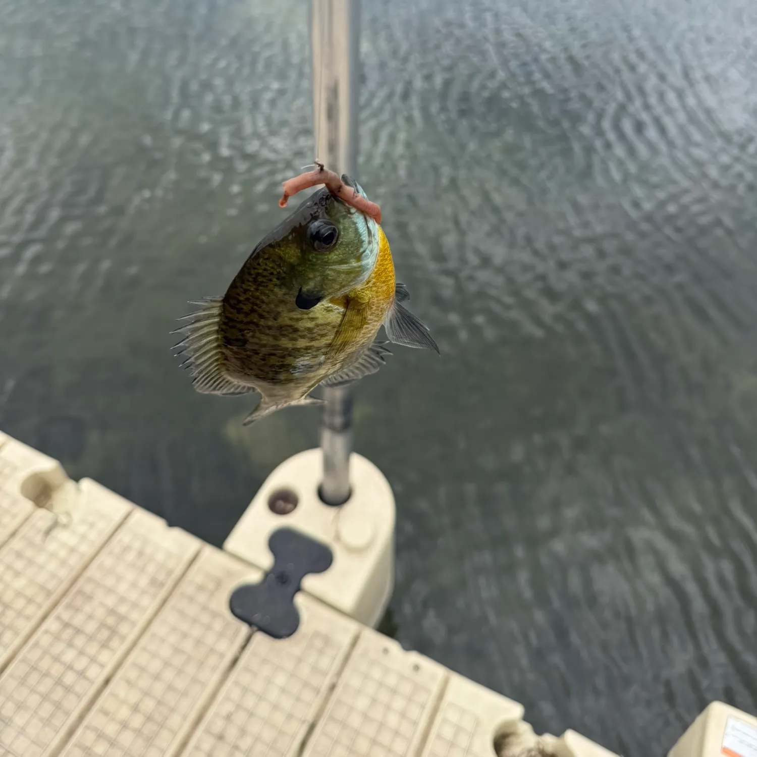 Bluegill caught on Fishbrain