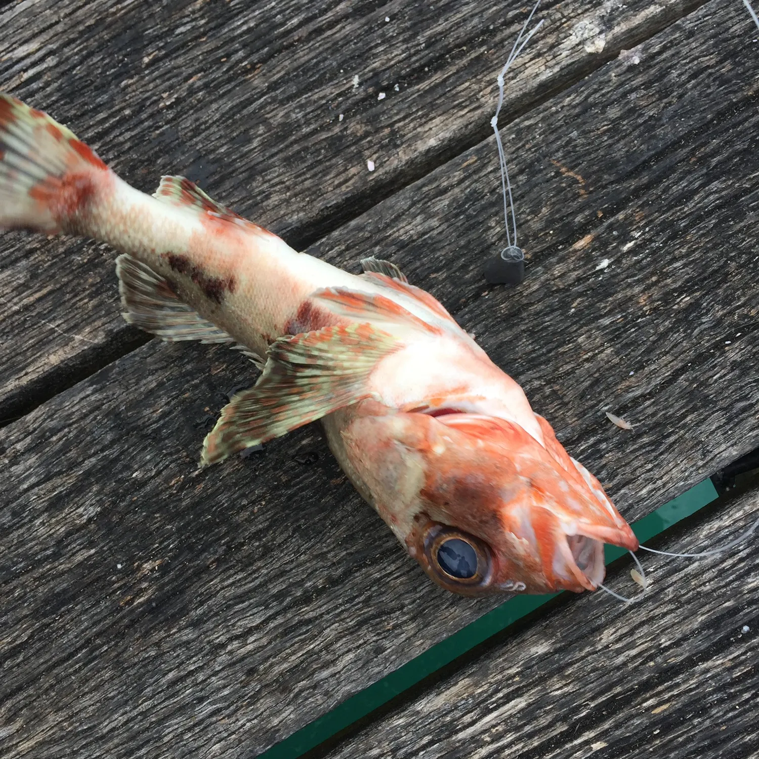 The most recent Common gurnard perch catches on Fishbrain