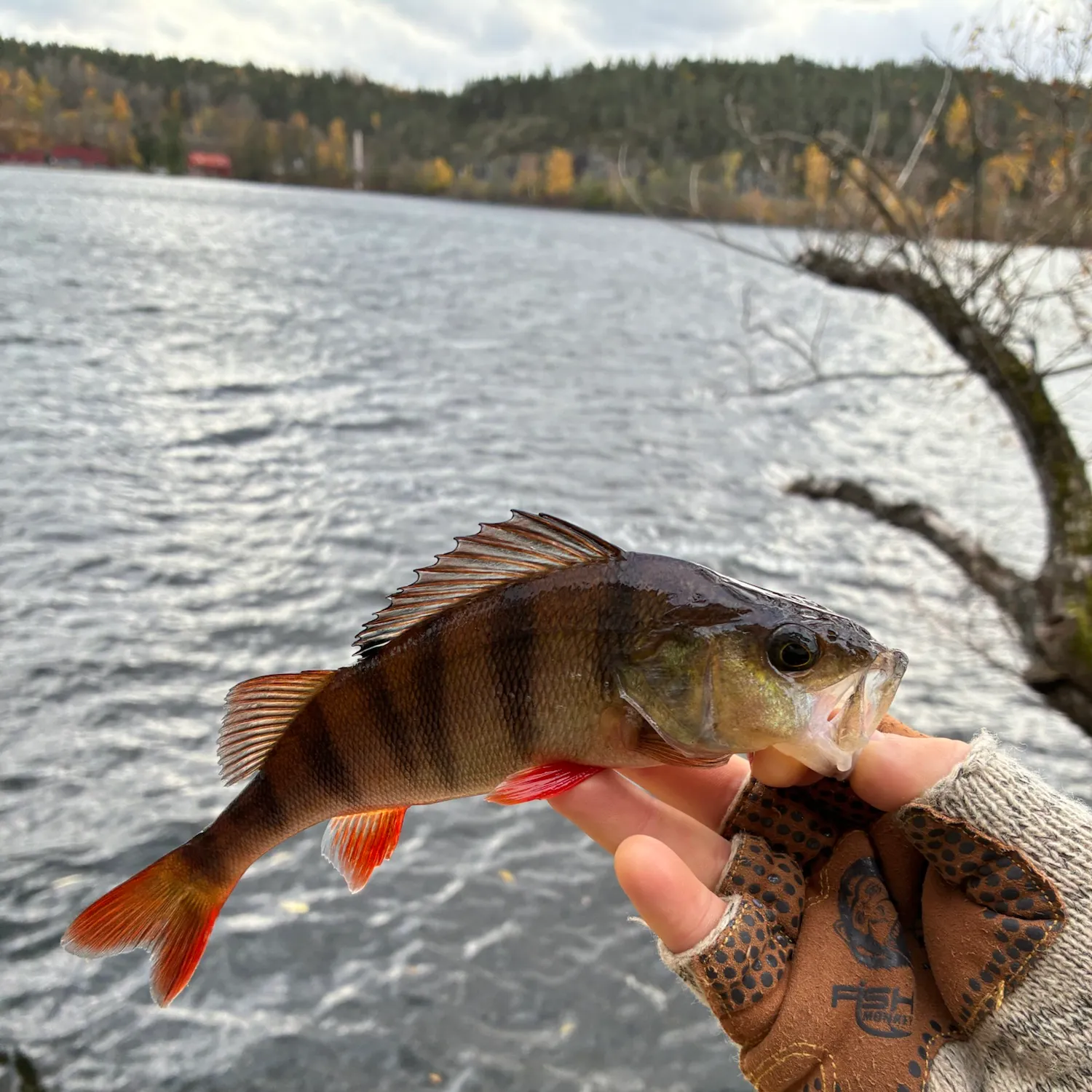 European perch caught on Fishbrain
