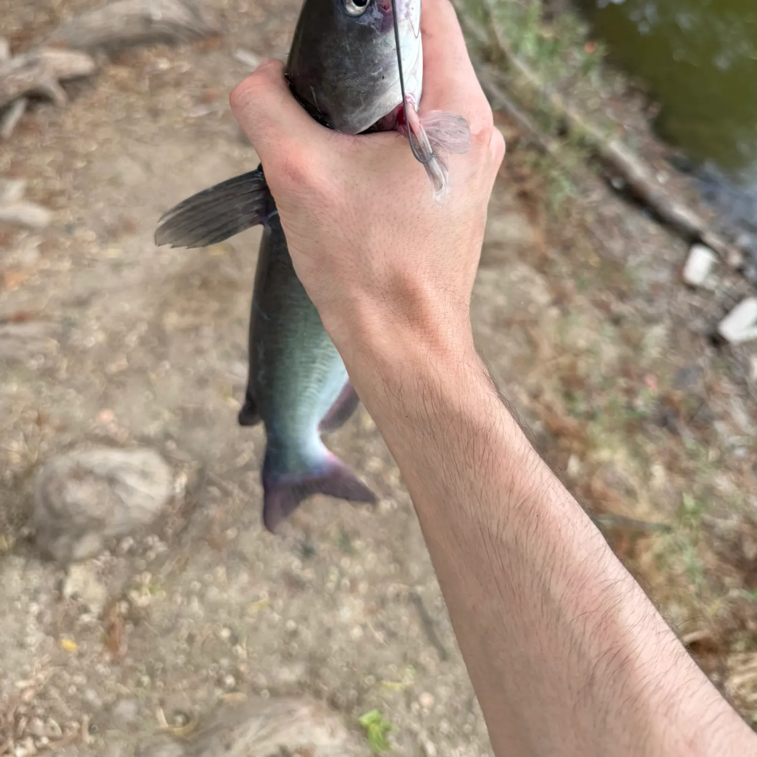 Channel catfish caught on Fishbrain