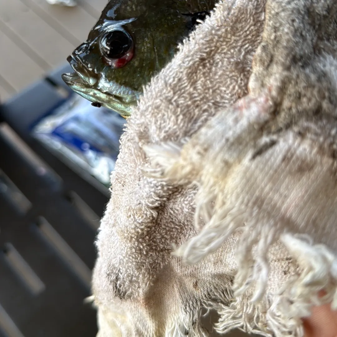 Green sunfish caught on Fishbrain