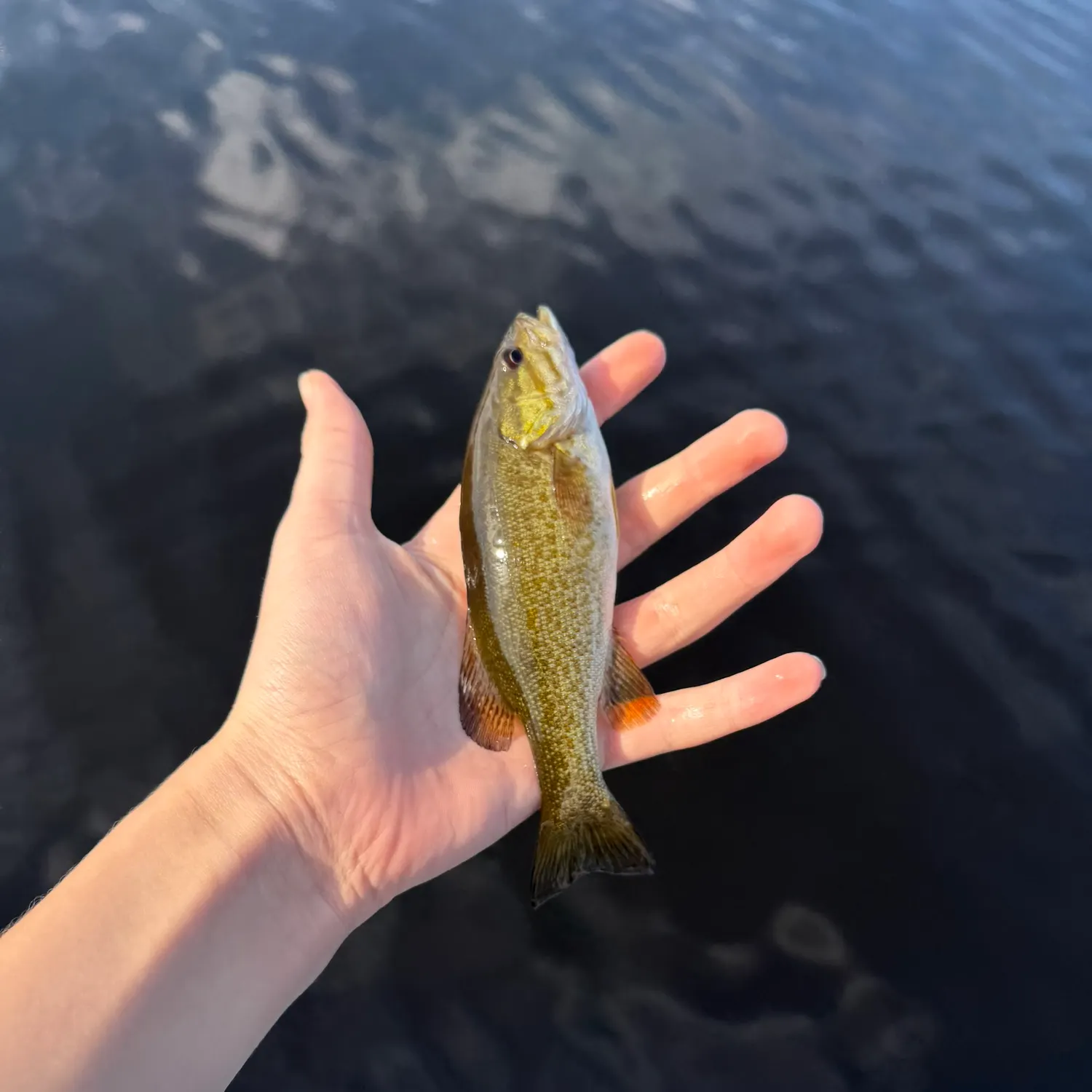 Smallmouth bass caught on Fishbrain