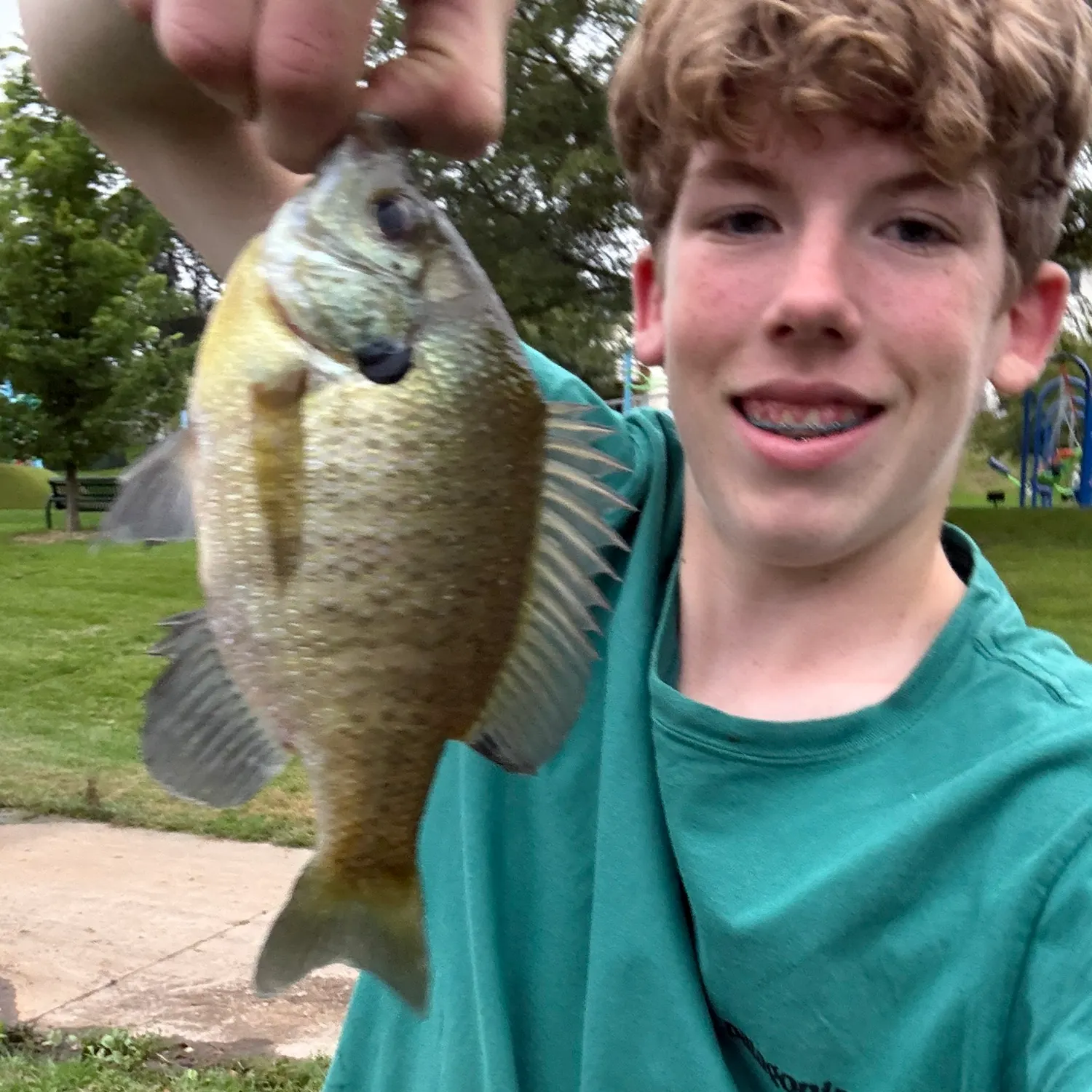 Bluegill caught on Fishbrain
