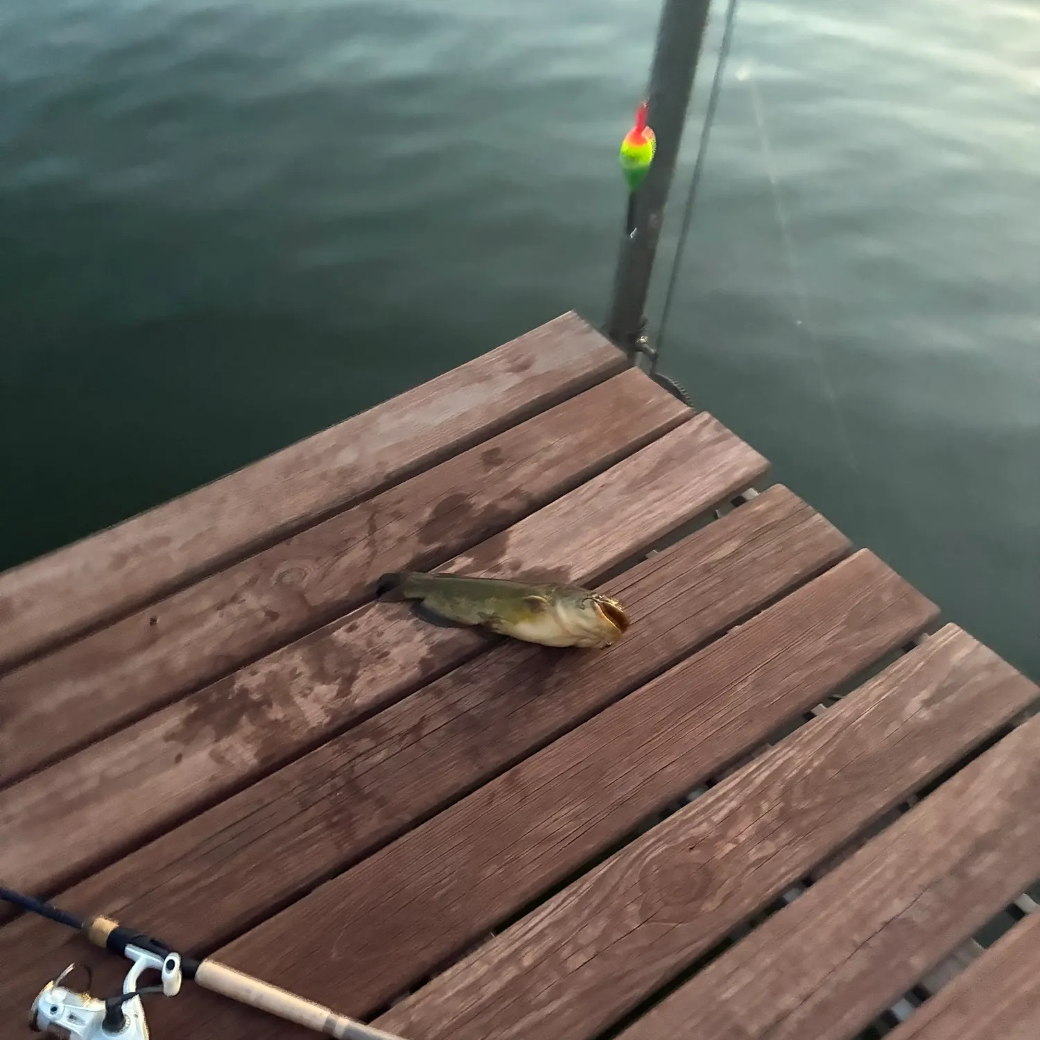 Yellow bullhead caught on Fishbrain