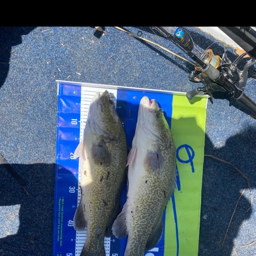 The most recent Murray cod catches on Fishbrain