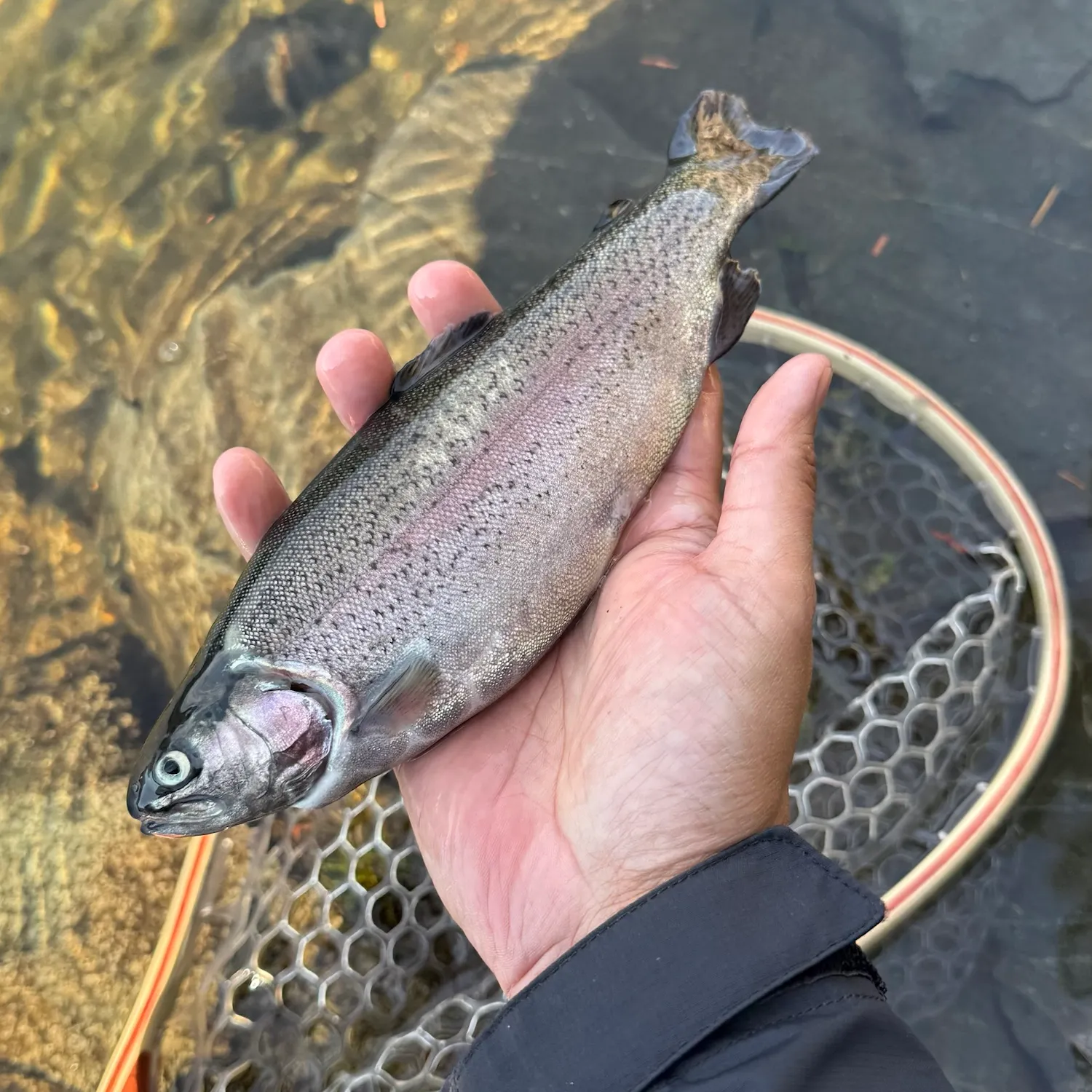 Rainbow trout caught on Fishbrain