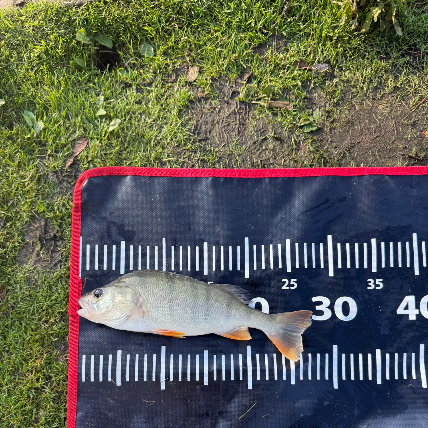 European perch caught on Fishbrain