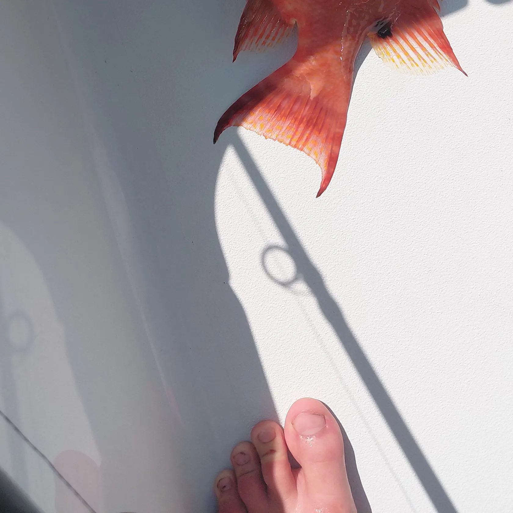 The most recent Hogfish catches on Fishbrain