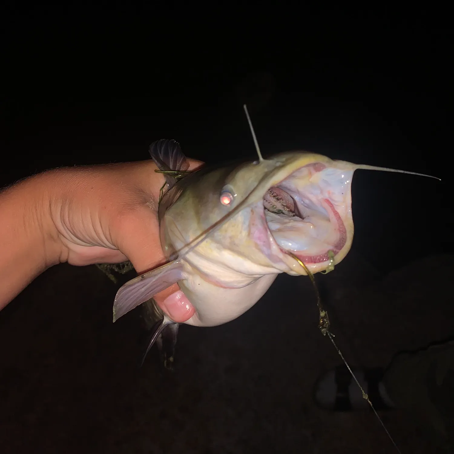 Fish caught on Fishbrain