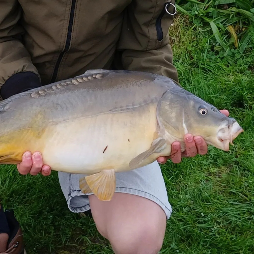 Leather carp caught on Fishbrain