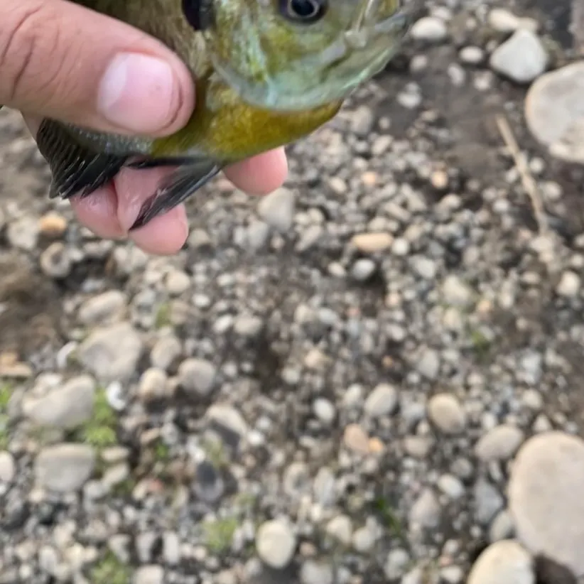 Bluegill caught on Fishbrain