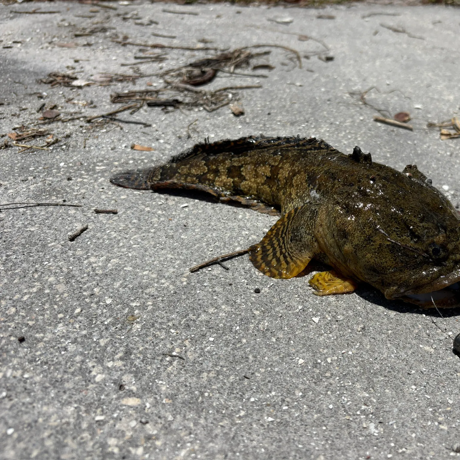 The most recent Oyster toadfish catches on Fishbrain