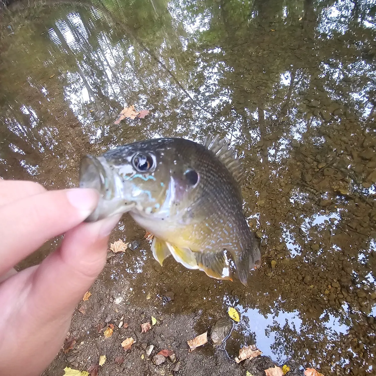 Green sunfish caught on Fishbrain