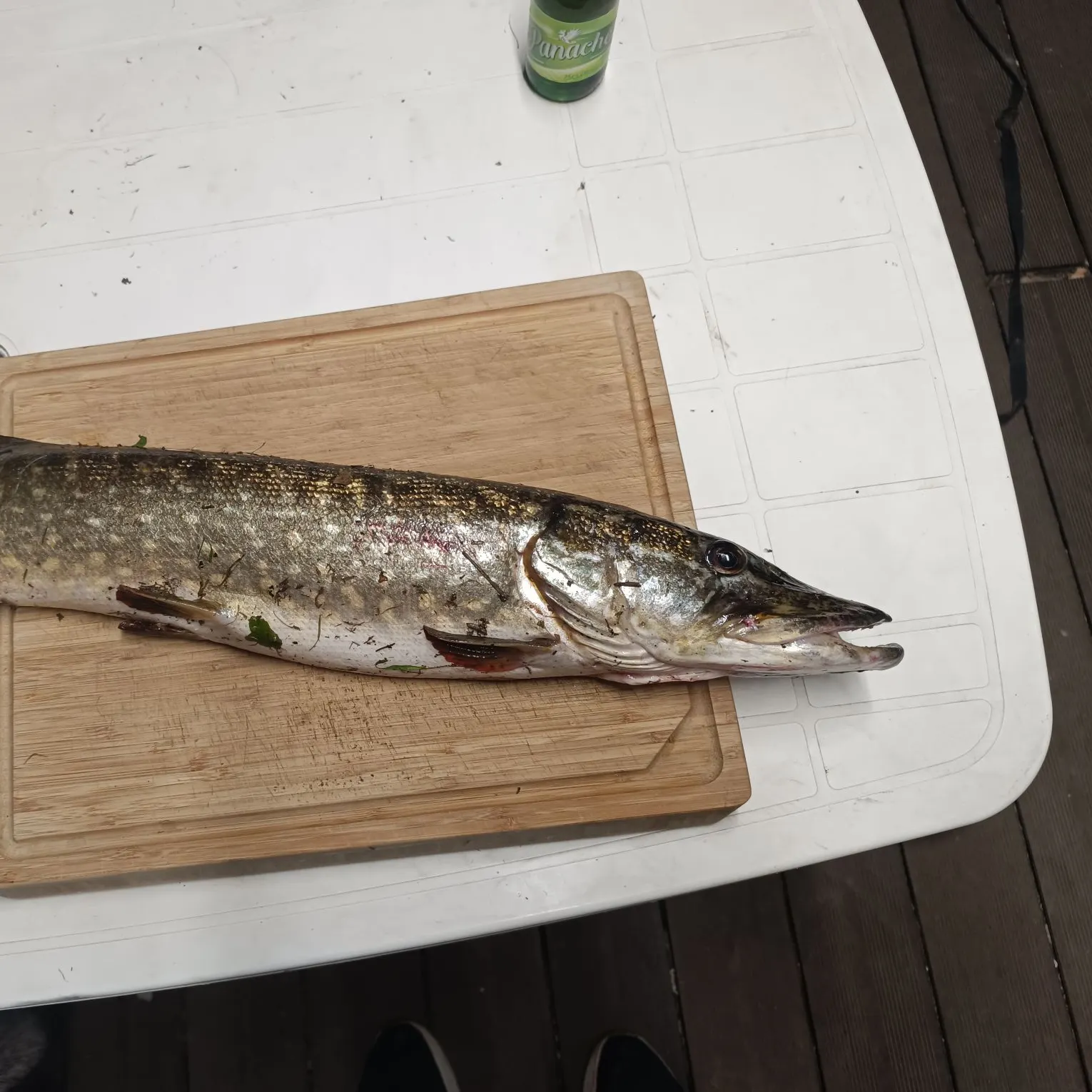 Northern pike caught on Fishbrain