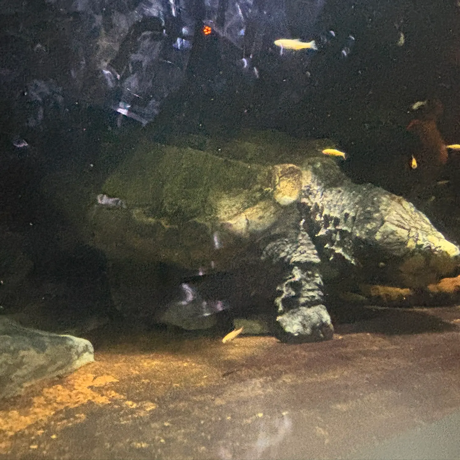 The most recent Alligator snapping turtle catches on Fishbrain
