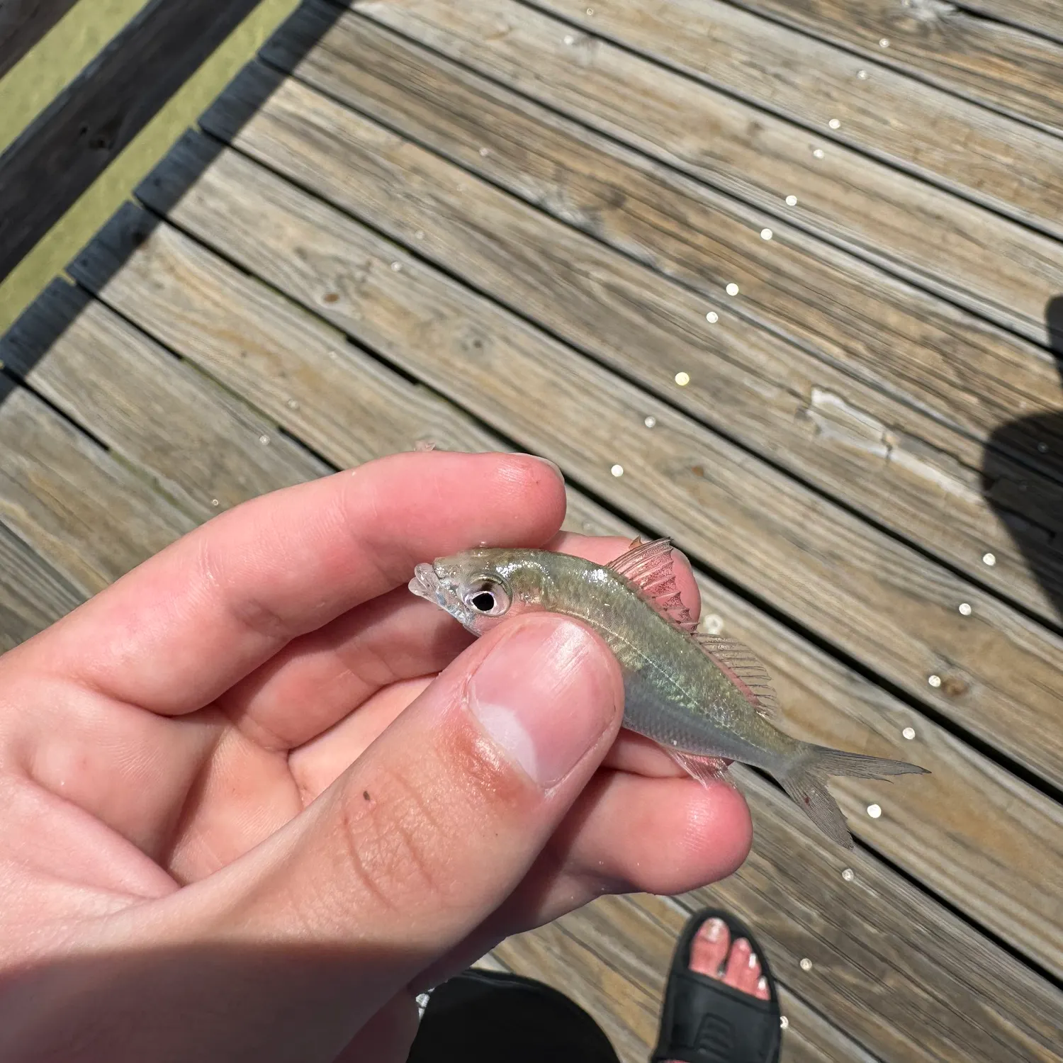 The most recent Silver jenny catches on Fishbrain