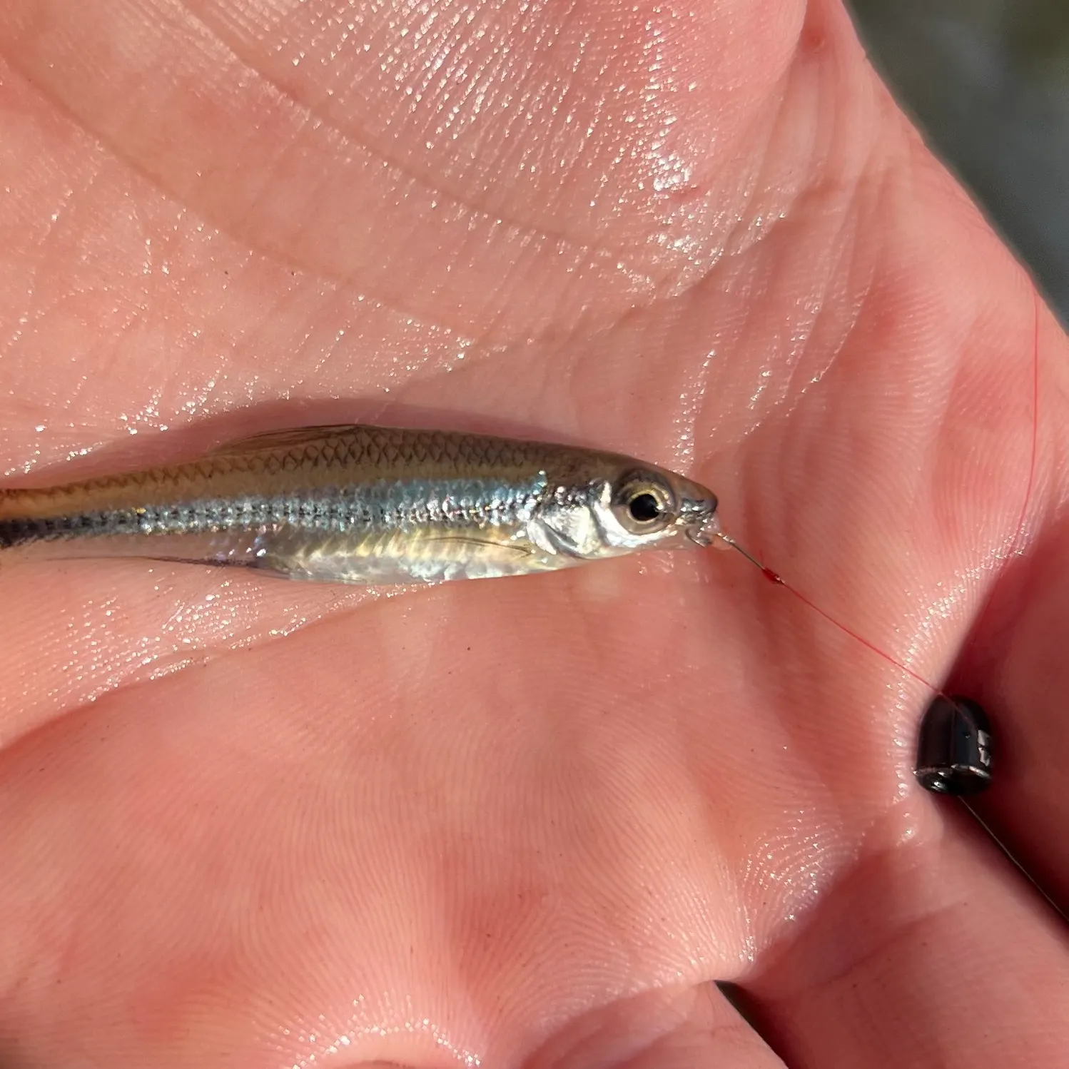 The most recent Coastal shiner catches on Fishbrain