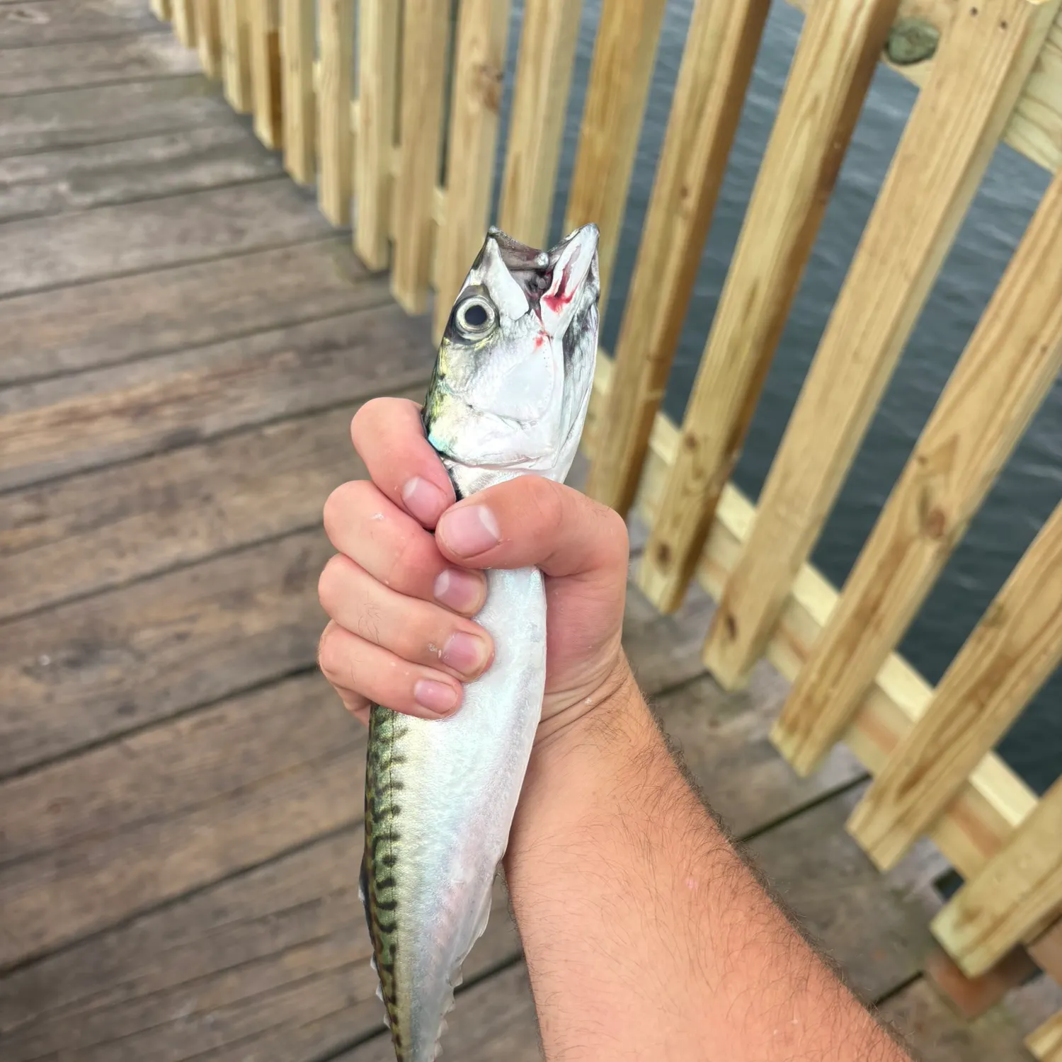 Atlantic mackerel caught on Fishbrain
