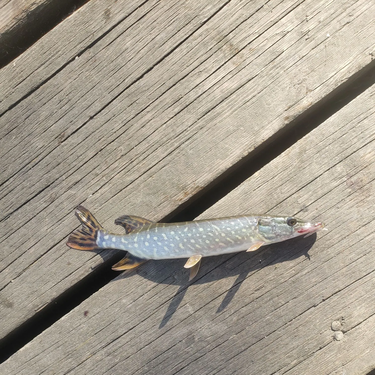 Northern pike caught on Fishbrain