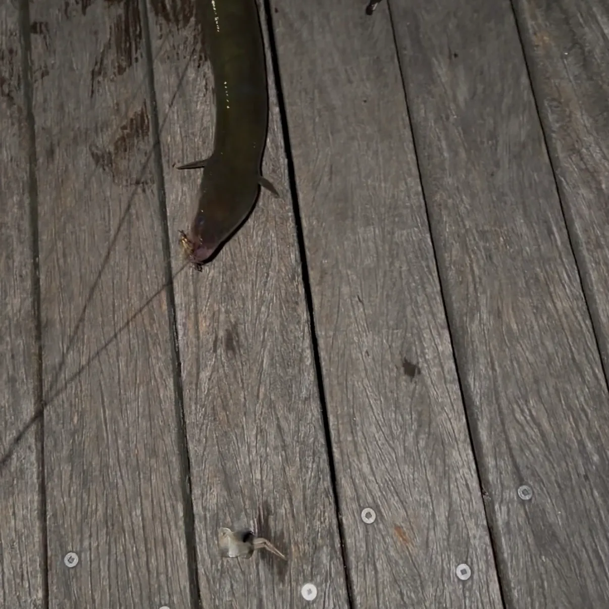 American eel caught on Fishbrain