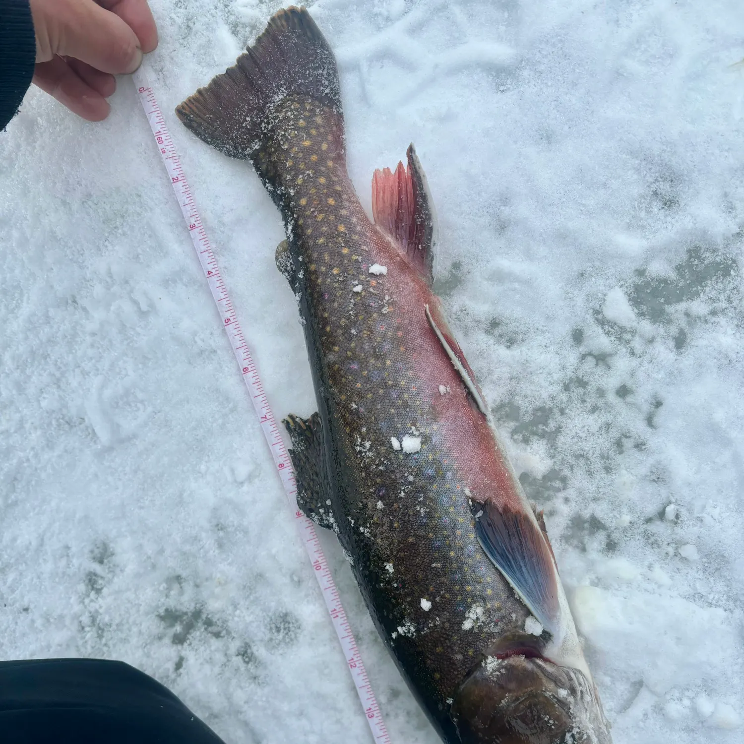 The most recent Brook trout catches on Fishbrain