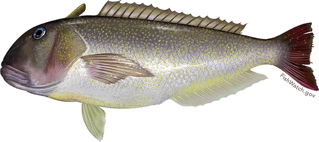 Great northern tilefish