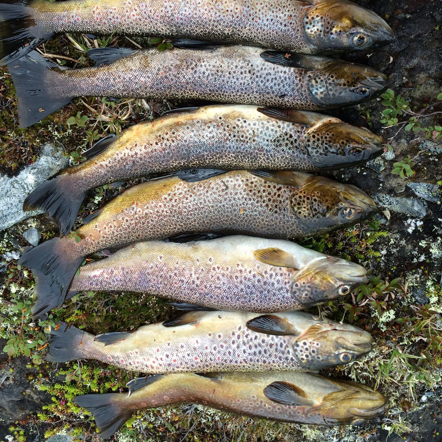 recently logged catches