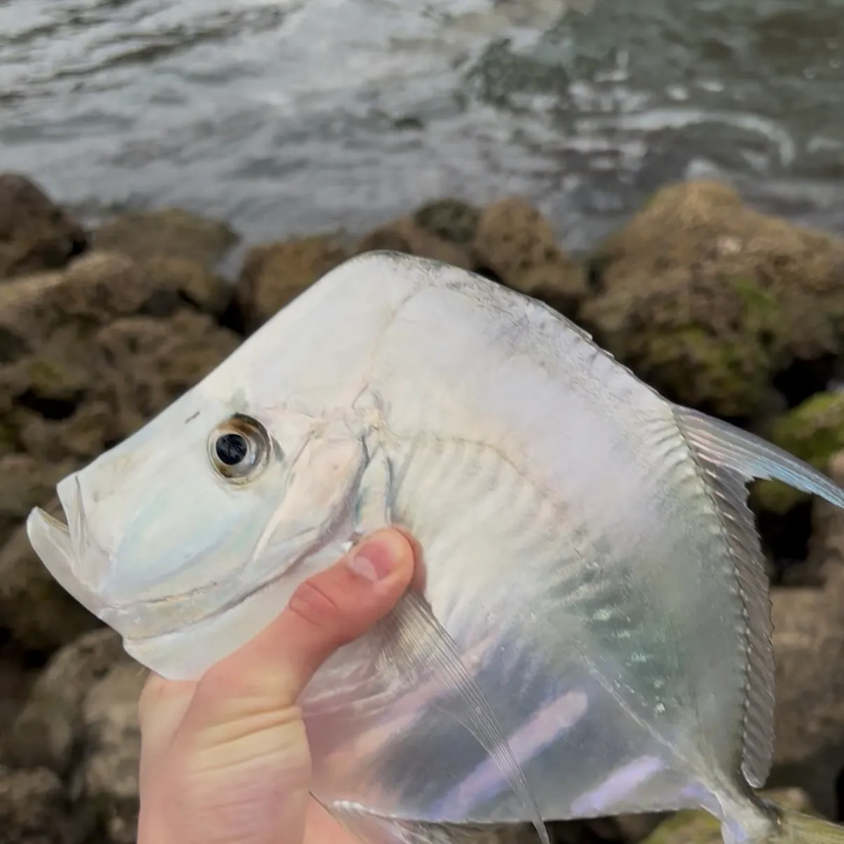 The most recent Lookdown catches on Fishbrain